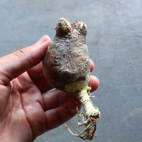 パキポディウム グラキリス 抜苗  Pachypodium rosulatum var. gracilius no.92901