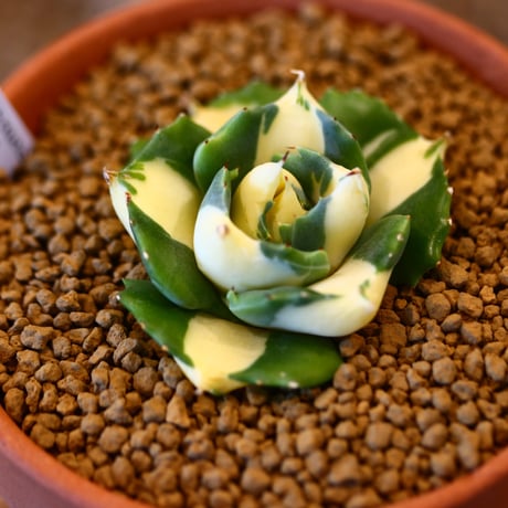 Agave potatorum × YAMABACHI    no.123159