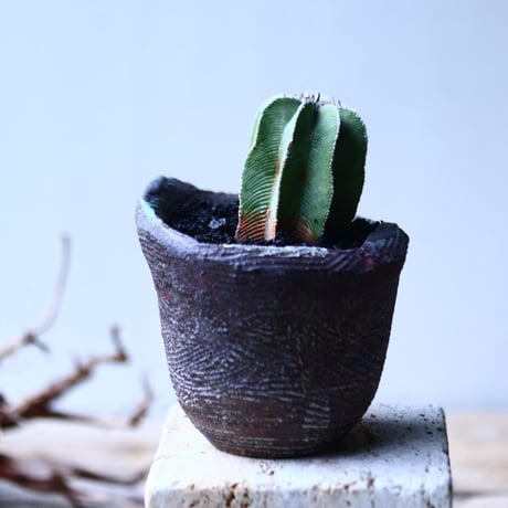 アズテキウム  ヒントニー  自根　Aztekium hintonii   no.92755