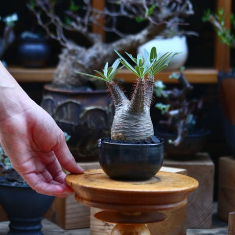 パキポディウム  グラキリス／Pachypodium  gracilius       no.92636