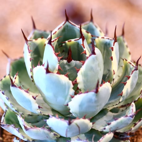 Agave potatorum 'Kisshoukan' × Kazuhiro Arima 　no31040