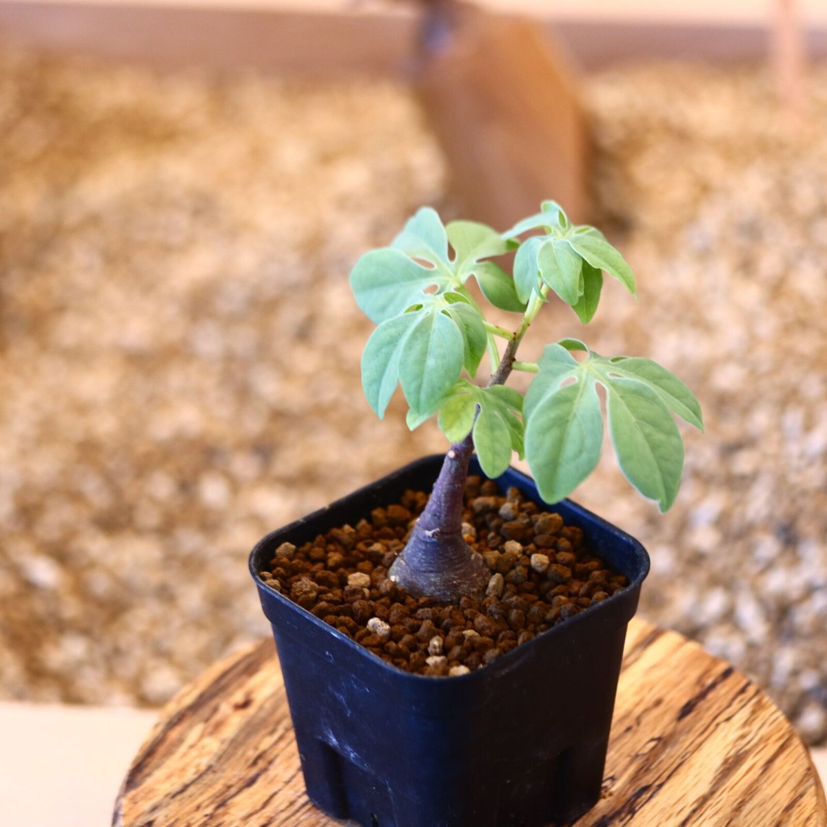 アデニア グラウカ / Adenia glauca no.62526 | 芽の巣山