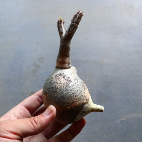 パキポディウム グラキリス 抜苗  Pachypodium rosulatum var. gracilius no.92933