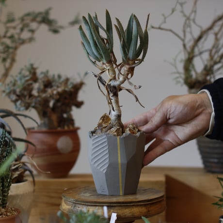 Aloe ramosissima × N/OH (3号)  no.104/7