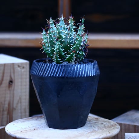 アロエ エリナケア／Aloe melanacantha ssp. var. erinacea  no.13093