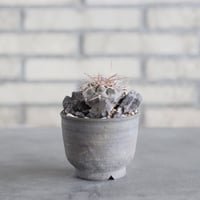 Gymnocalycium mazanense (魔天竜) × ヤクモ (3号)  no.621/52
