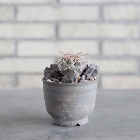 Gymnocalycium mazanense (魔天竜) × ヤクモ (3号)  no.621/52