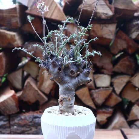ペラルゴニウム カルノーサム Pelargonium carnosum  no.41804