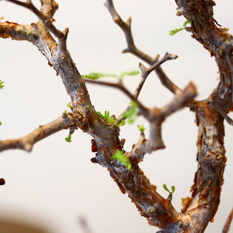 コミフォラ モンストローサ / Commiphora monstrosa   no.42312
