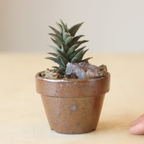 Haworthia 銀沙城錦 ×YAMABACHI var. 六本芽   no.214-23