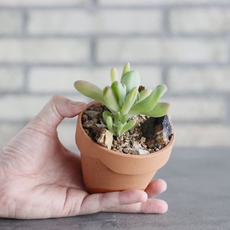 Kalanchoe luciae oricula × YAMABACHI (3号) no.621/58