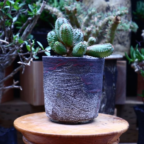 ユーフォルビア  オベサ hyb. ／Euphorbia obesa  hyb.    no.60622
