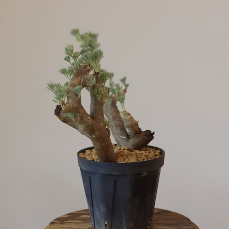 Monsonia multifida  no.921-12