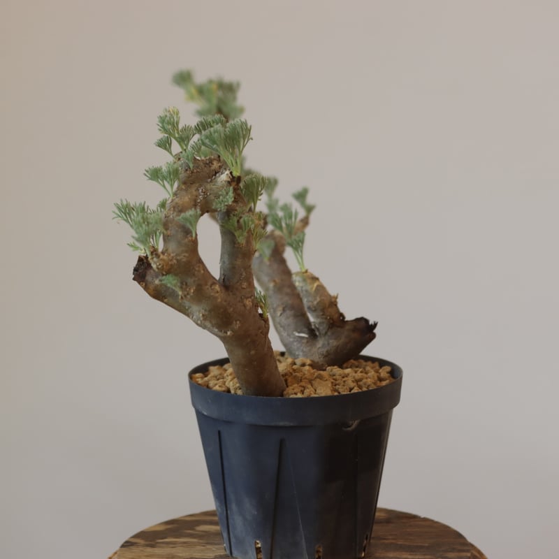 Monsonia multifida no.921-12 | 芽の巣山 Monsonia multifida no.921-12 | 芽の巣山