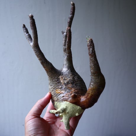 パキポディウム グラキリス 2頭 Pachypodium rosulatum var. gracilius no.70712