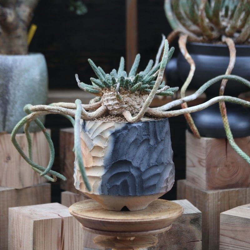 ユーフォルビア エスクレンタ／Euphorbia esculenta no.12226