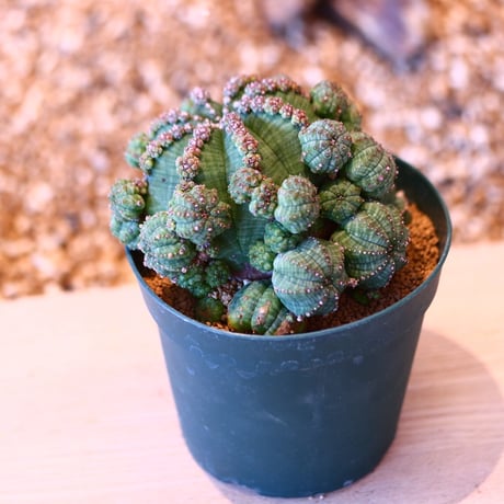 ユーフォルビア  仔吹きシンメトリカ / Euphorbia  symmetrica   no.50705