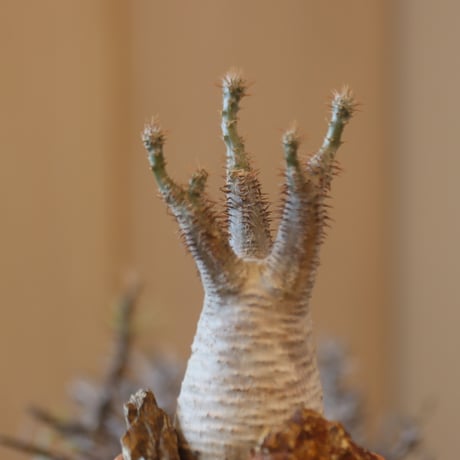 Pachypodium gracilius × YAMABACHI   no.117-7