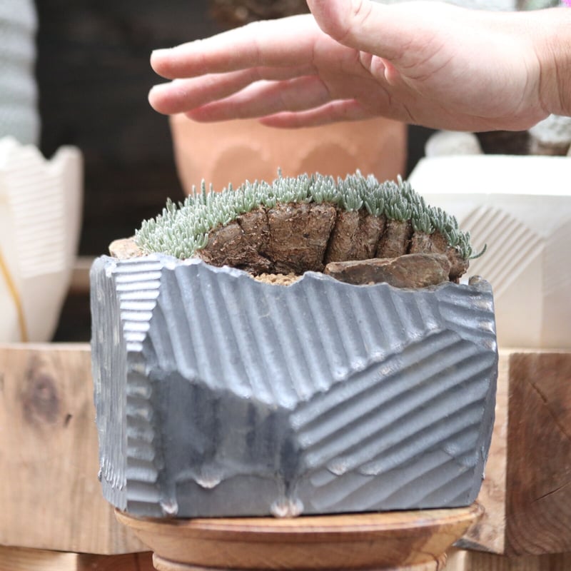 アボニア クイナリア 実生（検 アルストニー 中川智治 鉢 fit=scale