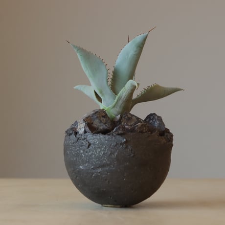 Agave Dragon Toes × takero pot (3.5号鉢)　no. 412-40