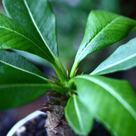 パキポディウム  ウィンゾリー 実生   Pachypodium baronii var. windsori    no.71910