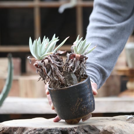 ダドレア クサンチ／ Dudleya xantii  no.111378
