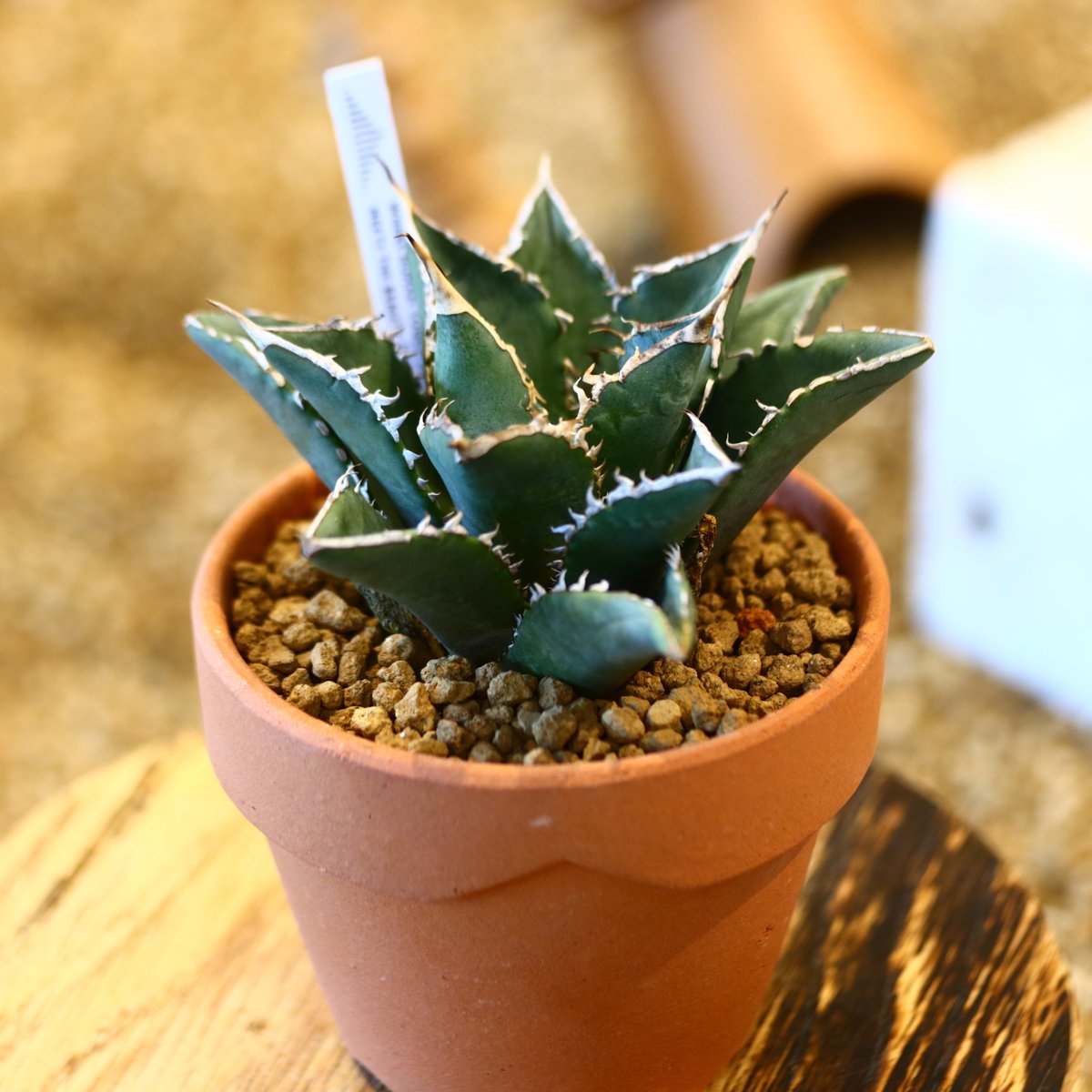 Agave titanota 'Sea King' × YAMABACHI no.1231 Agave titanota 'Sea King' × YAMABACHI no.1231