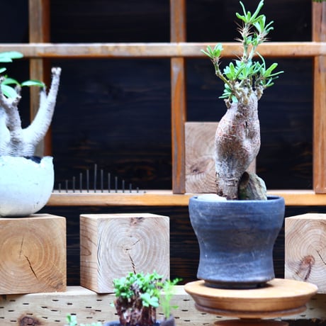 succulentum | STORES