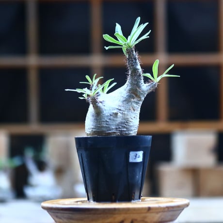パキポディウム  グラキリス ／Pachypodium  gracilius     no.101732