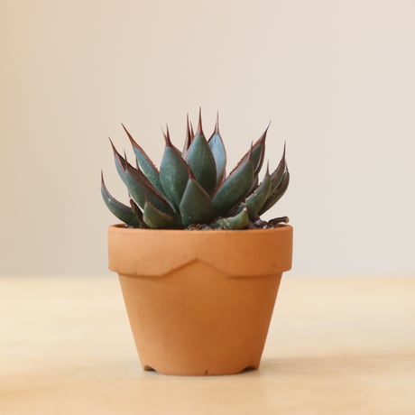 CATEGORY Style of Chika | 芽の巣山