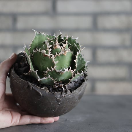 Agave titanota filigree × takero pot (4.5号)  no.419/109