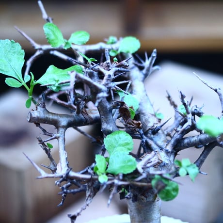 コミフォラ  ワイティ／Commiphora wightii   no.103145