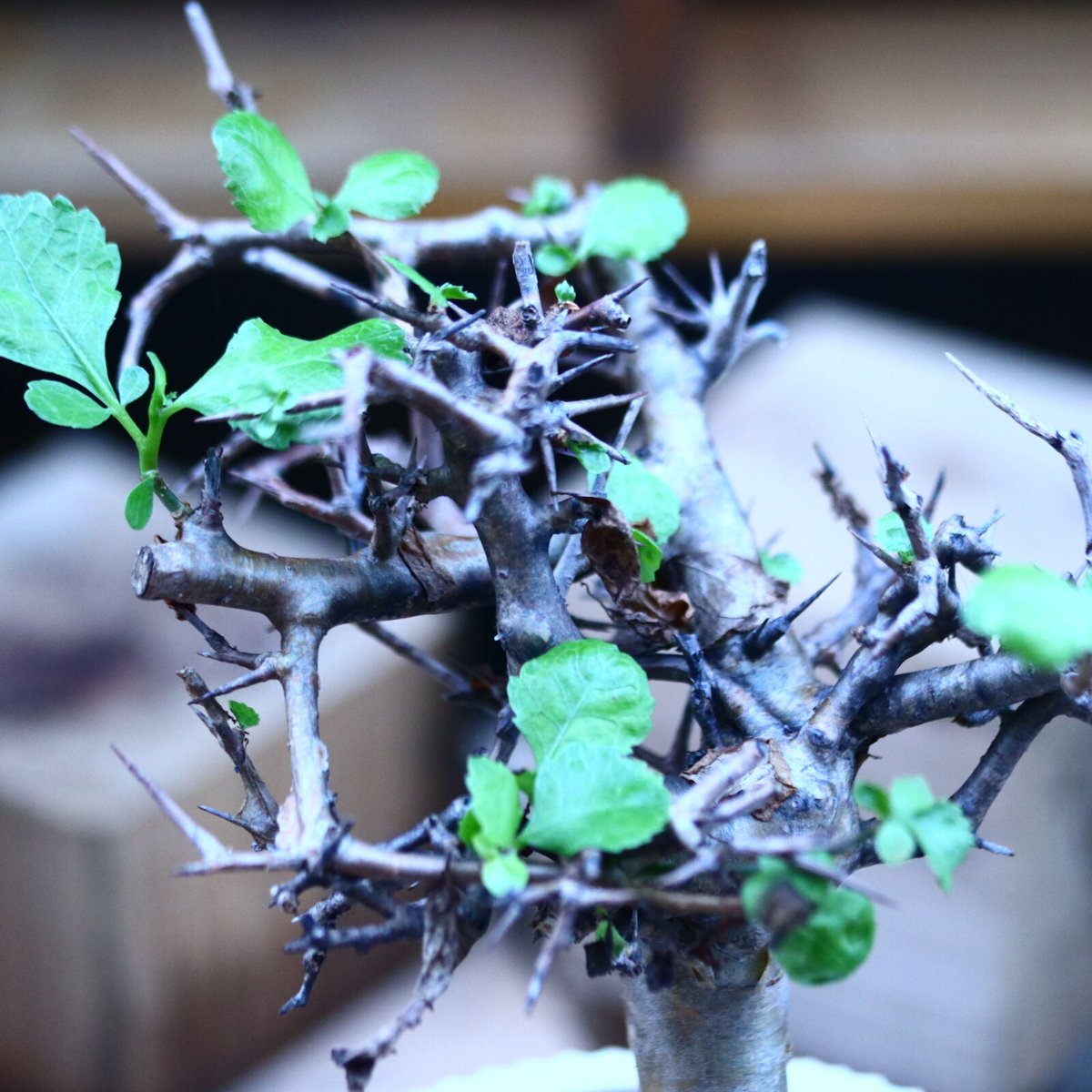 \"Commiphora wightii\" コミフォラ ワイティ 実生　良型 コミフォラ ワイティ／Commiphora wightii no.103145 | 芽の巣山