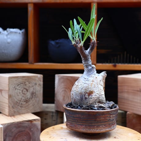 パキポディウム  グラキリス／Pachypodium  gracilius       no.62731