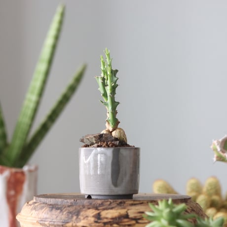 Euphorbia knuthii × N/OH  no.51902