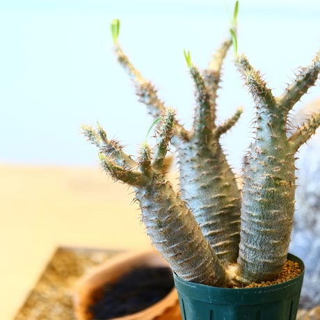 Pachypodium gracilius   no.32407