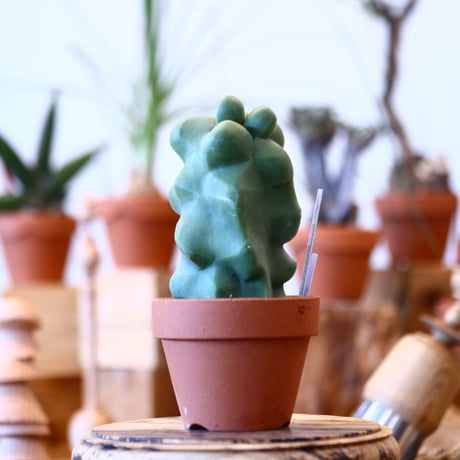 YAMABACHI × Lophocereus schottii    no.100115