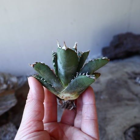 アガベ   チタノタ  Agave  titanota   no.111002