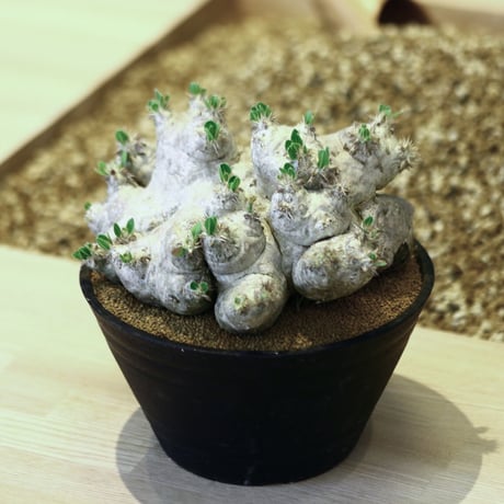 パキポディウム  ブレビカウレ  恵比寿笑い / Pachypodium brevicle    no.42304