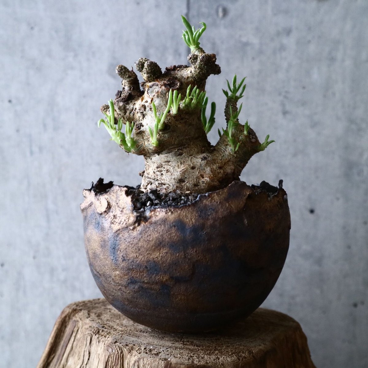 チレコドン ペアルソニー Tylecodon pearsonii no.016 | 芽の巣山 チレコドン ペアルソニー Tylecodon pearsonii no.016 | 芽の巣山