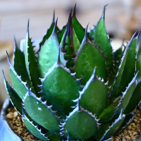 N/OH × Agave horrida   no. 111929