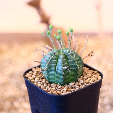 ユーフォルビア  バリダ / Euphorbia valida    no.62528