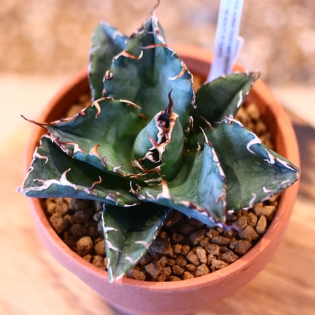 Agave titanota white Whale × YAMABACHI   no.123174