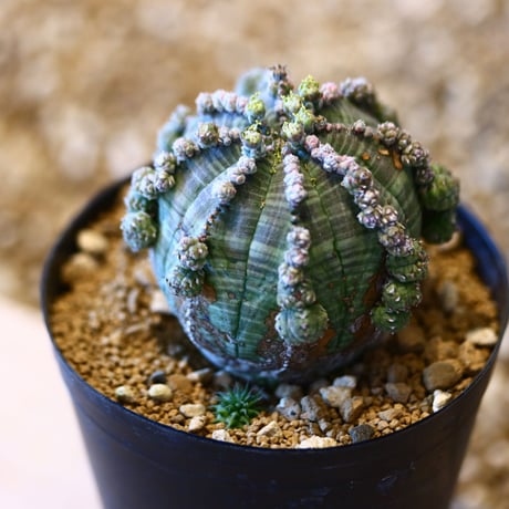 ユーフォルビア  仔吹きシンメトリカ / Euphorbia  symmetrica   no.50706