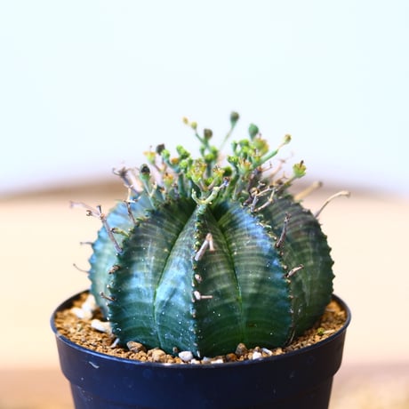 ユーフォルビア  バリダ♀ / Euphorbia valida    no.51461
