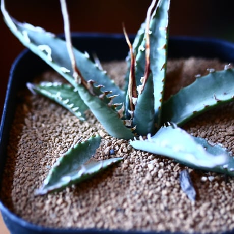 アガベ  ユタエンシス    エボリスピナ  Agave uthaensis var. eborispina  no111578⑤