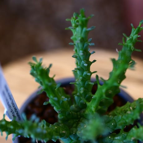N/OH × Euphorbia gorgonis   no.111919