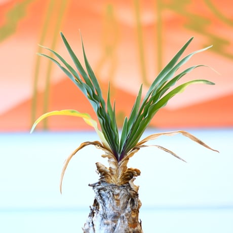 Boophane disticha × soso    no.100835