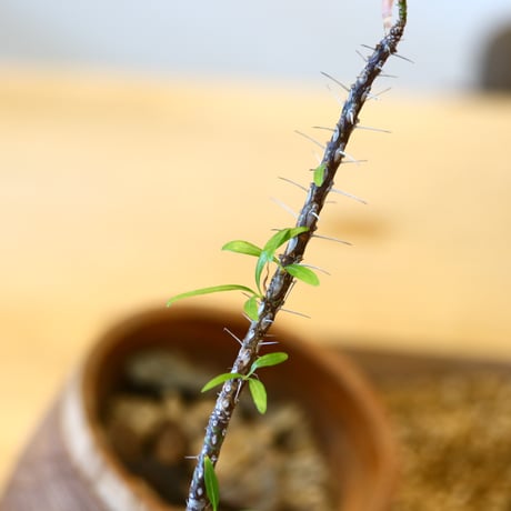 Fouquieria hyb. purpusii × fasciculata × soso    no.111240