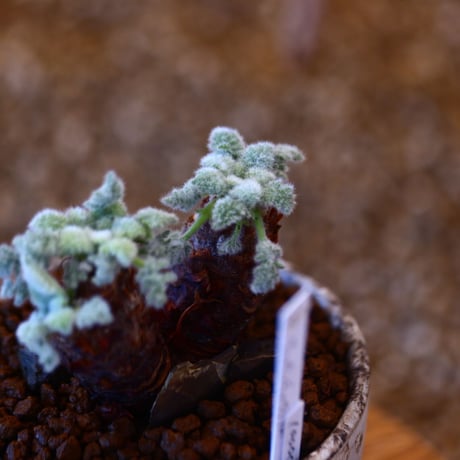YAMABACHI ver. takero pot × Pelargonium appendiculatum     no.102231